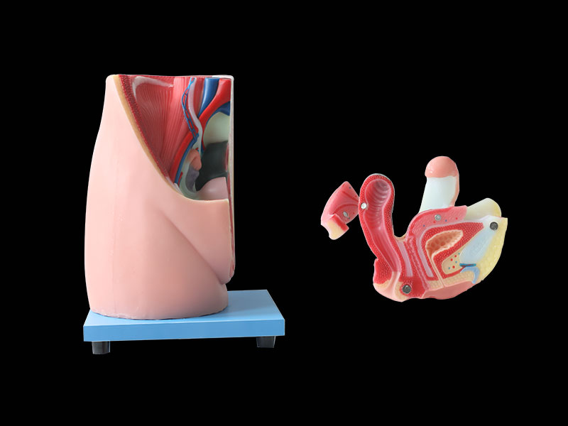 median sagittal section of female pelvic anatomy model