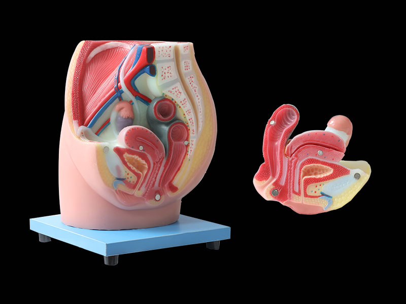 median sagittal section of female pelvic soft anatomy model
