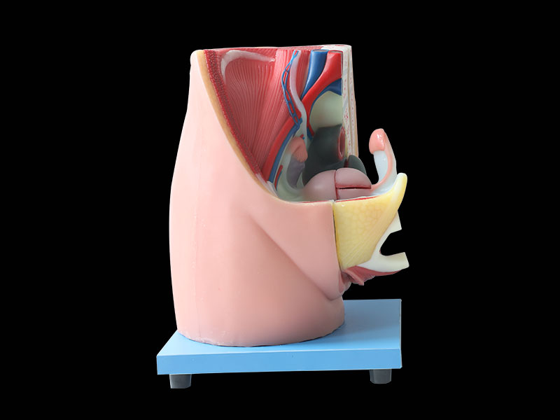 median sagittal section of female pelvic soft silicone anatomy model price