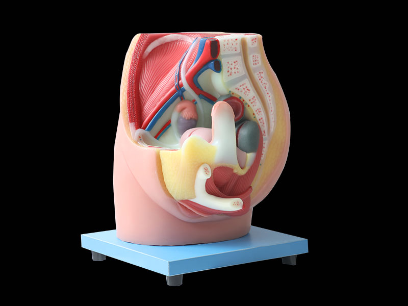 median sagittal section of female pelvic silicone anatomy model