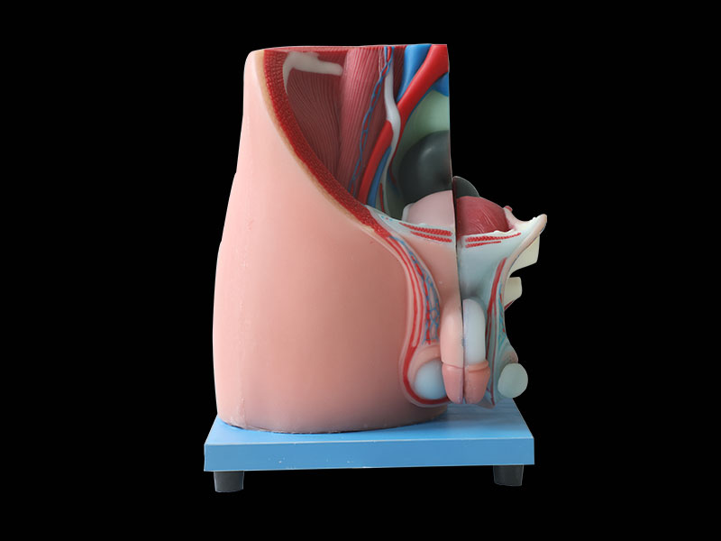 Median sagittal section of male pelvic soft silicone anatomy model price