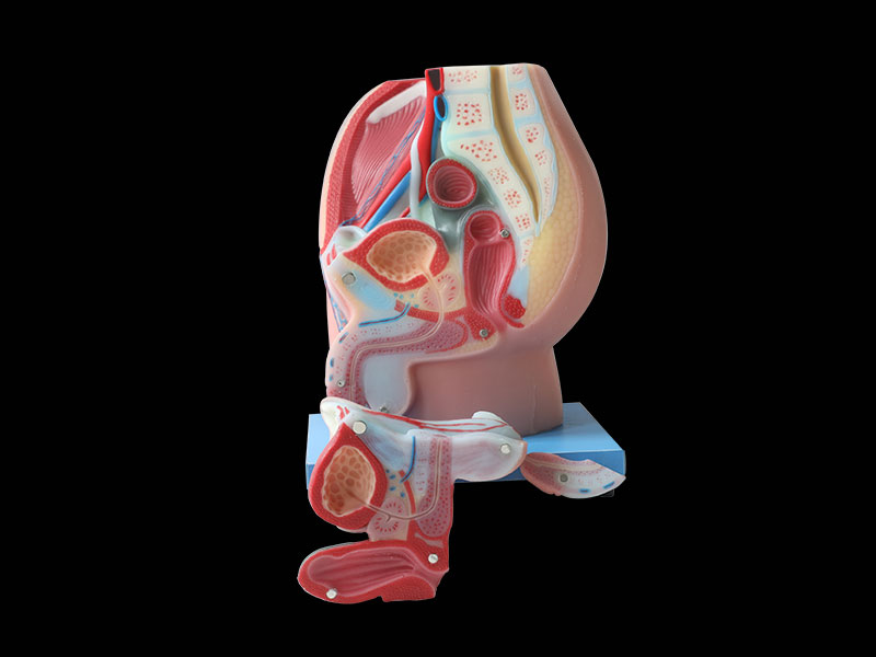 Median sagittal section of male pelvic soft anatomy model