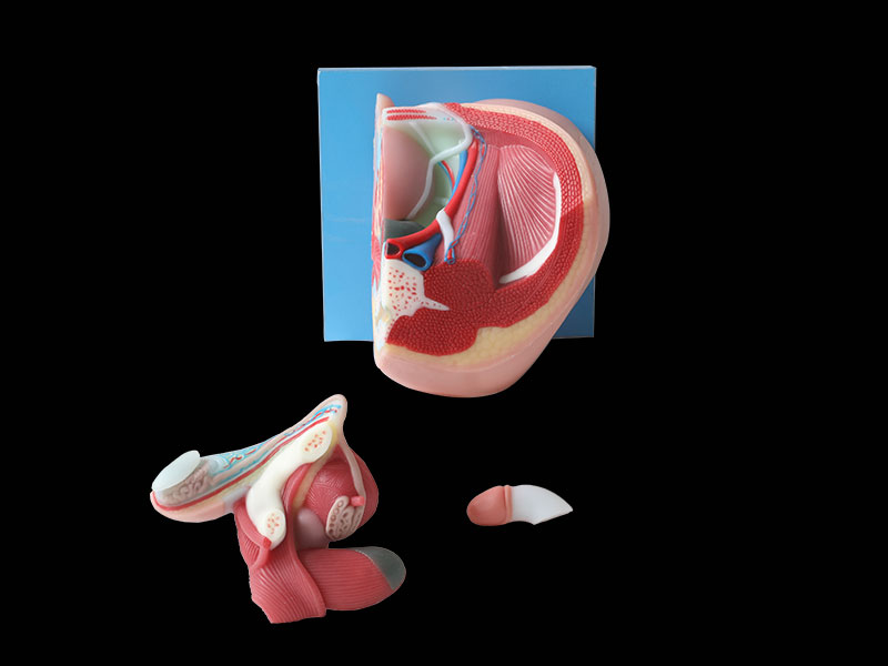 Median sagittal section of male pelvic anatomy model