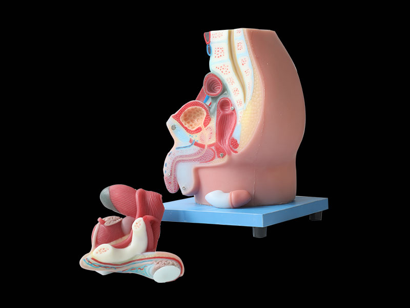 Median sagittal section of male pelvic soft silicone anatomy model for sale