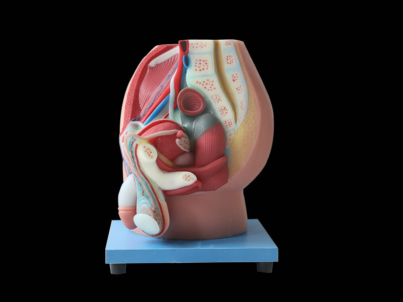 Median sagittal section of male pelvic silicone anatomy model