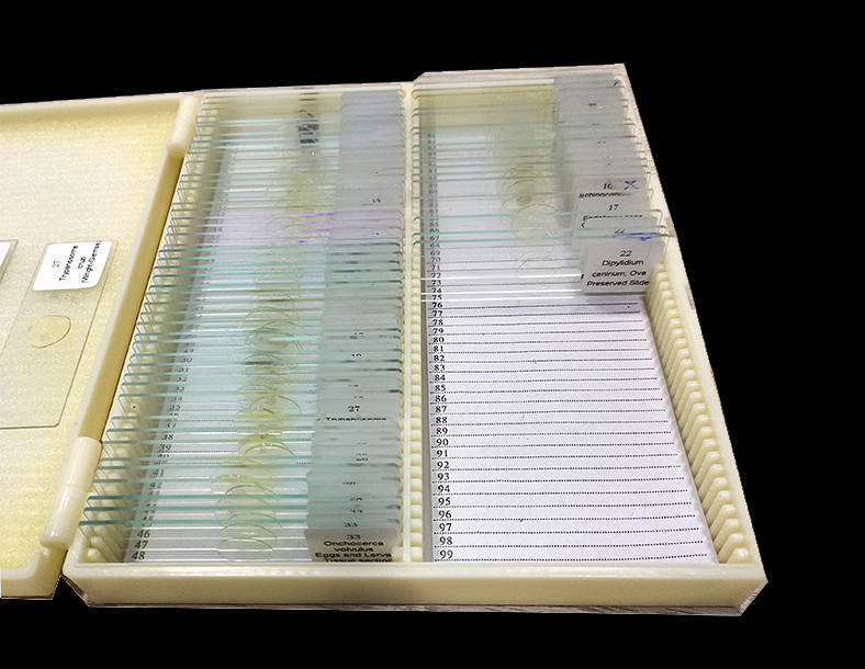 Histology microscope slides