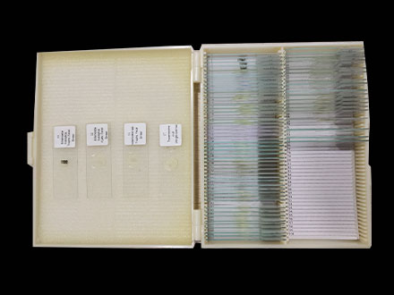 Biological microscope slides