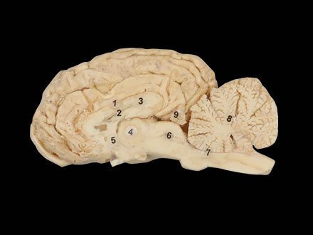 midsagittal section of horse brain