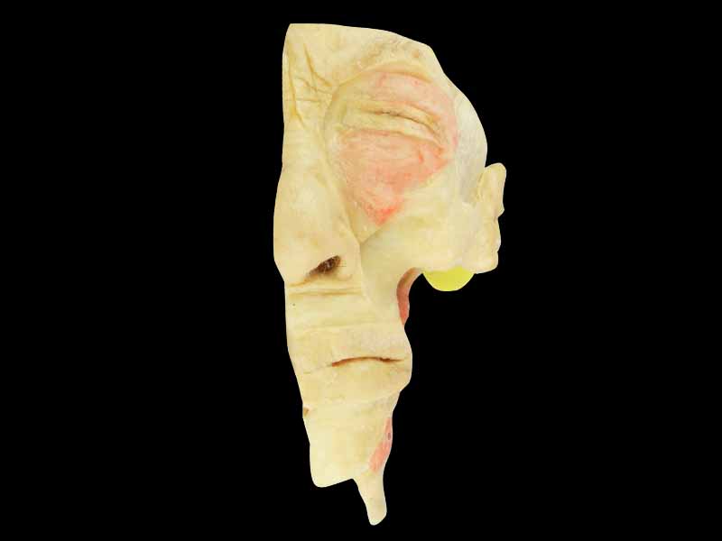 Musles of tongue