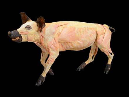 Pig plastinated specimens