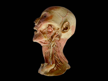 Deep vascular nerve of head and face plastination