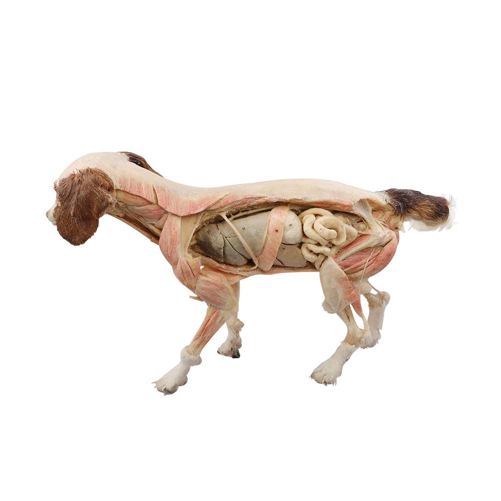 dog plastinated specimen