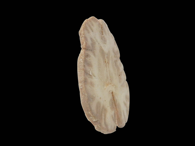Horizontal section of brain plastinated specimen