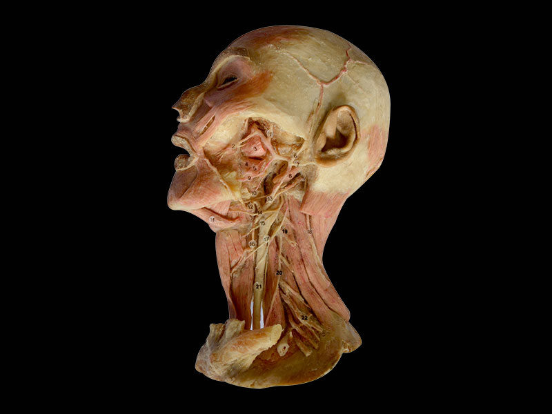 Deep vascular nerve of head and face plastinated specimen