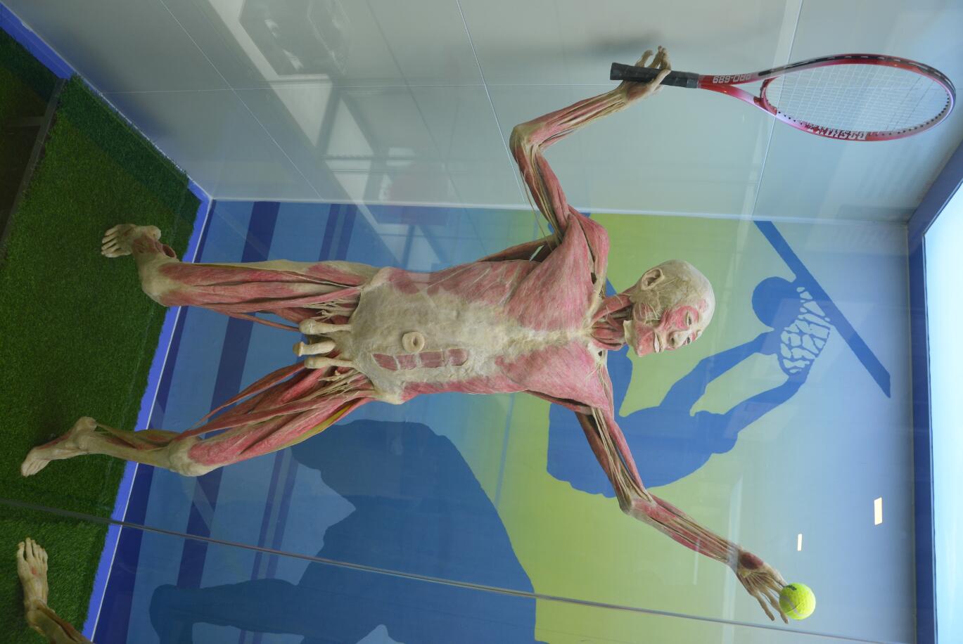 Play tennis body works plastination