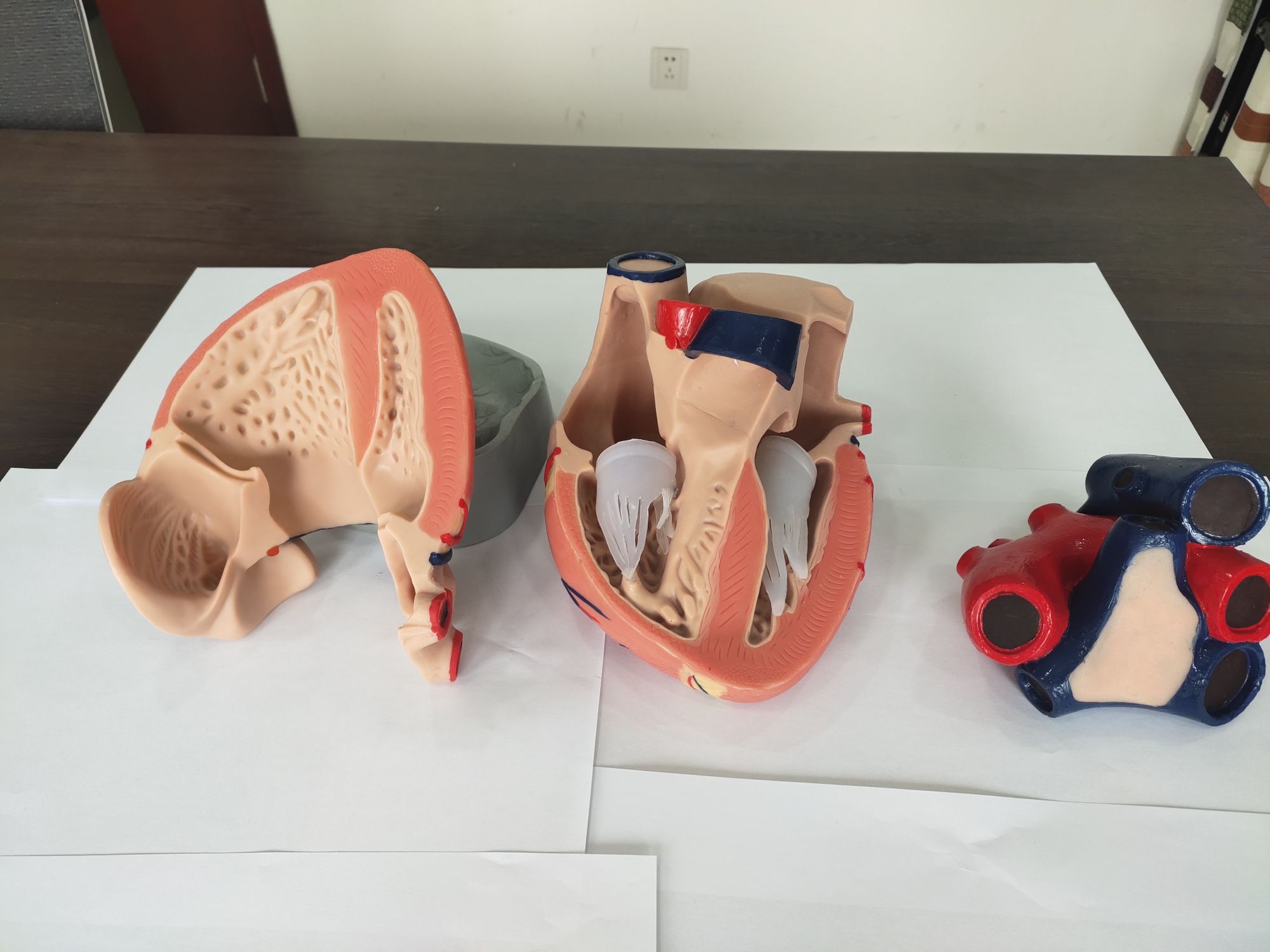 soft silicone heart anatomy model