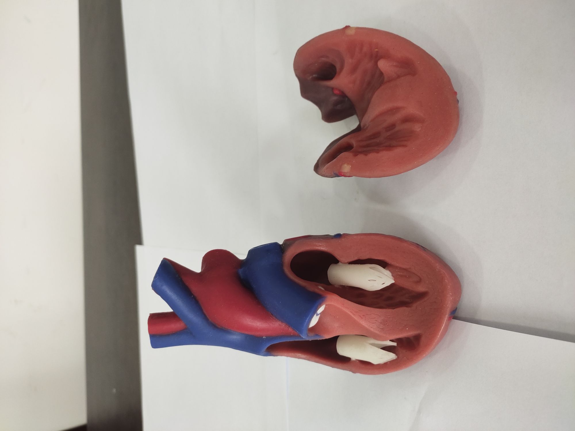 heart anatomy models