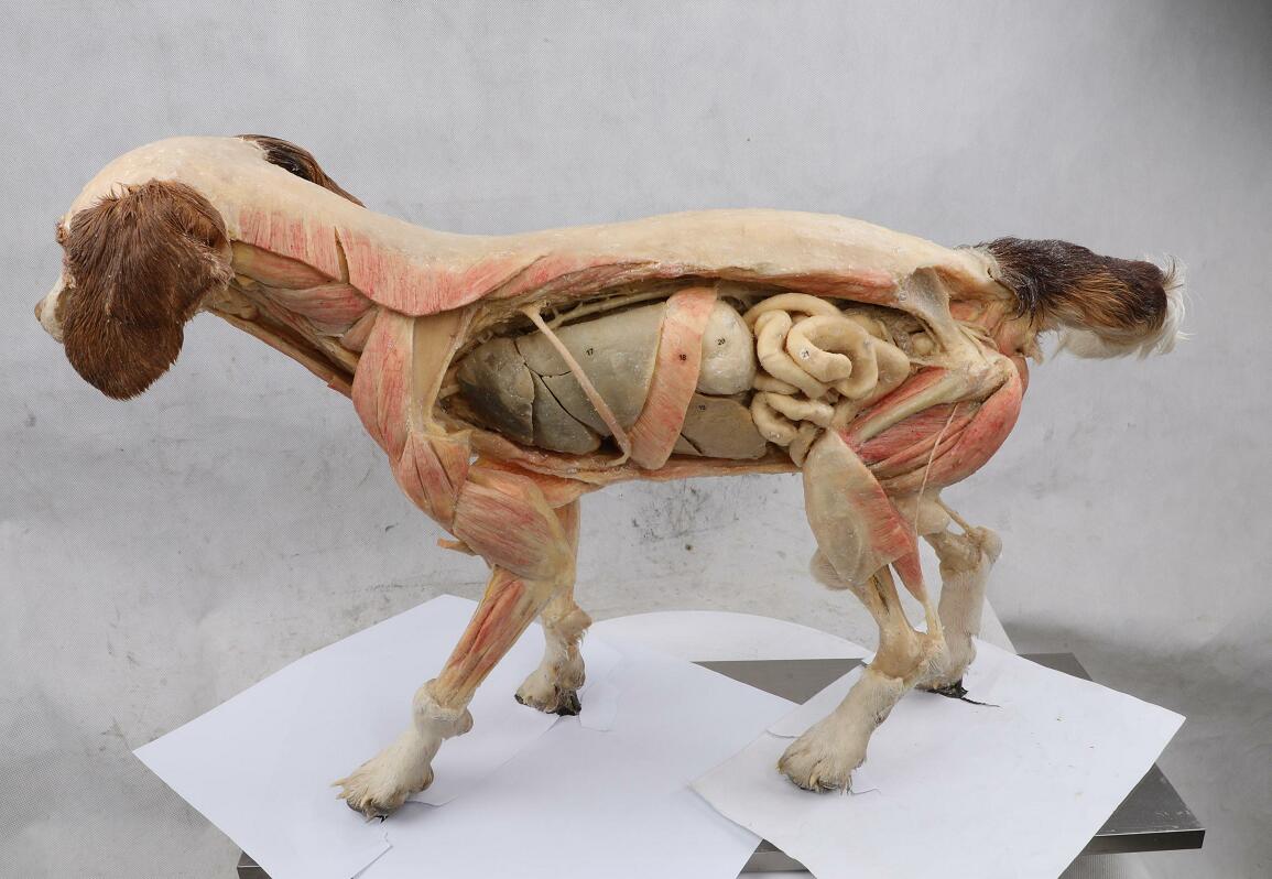 anatomy plastinated dog