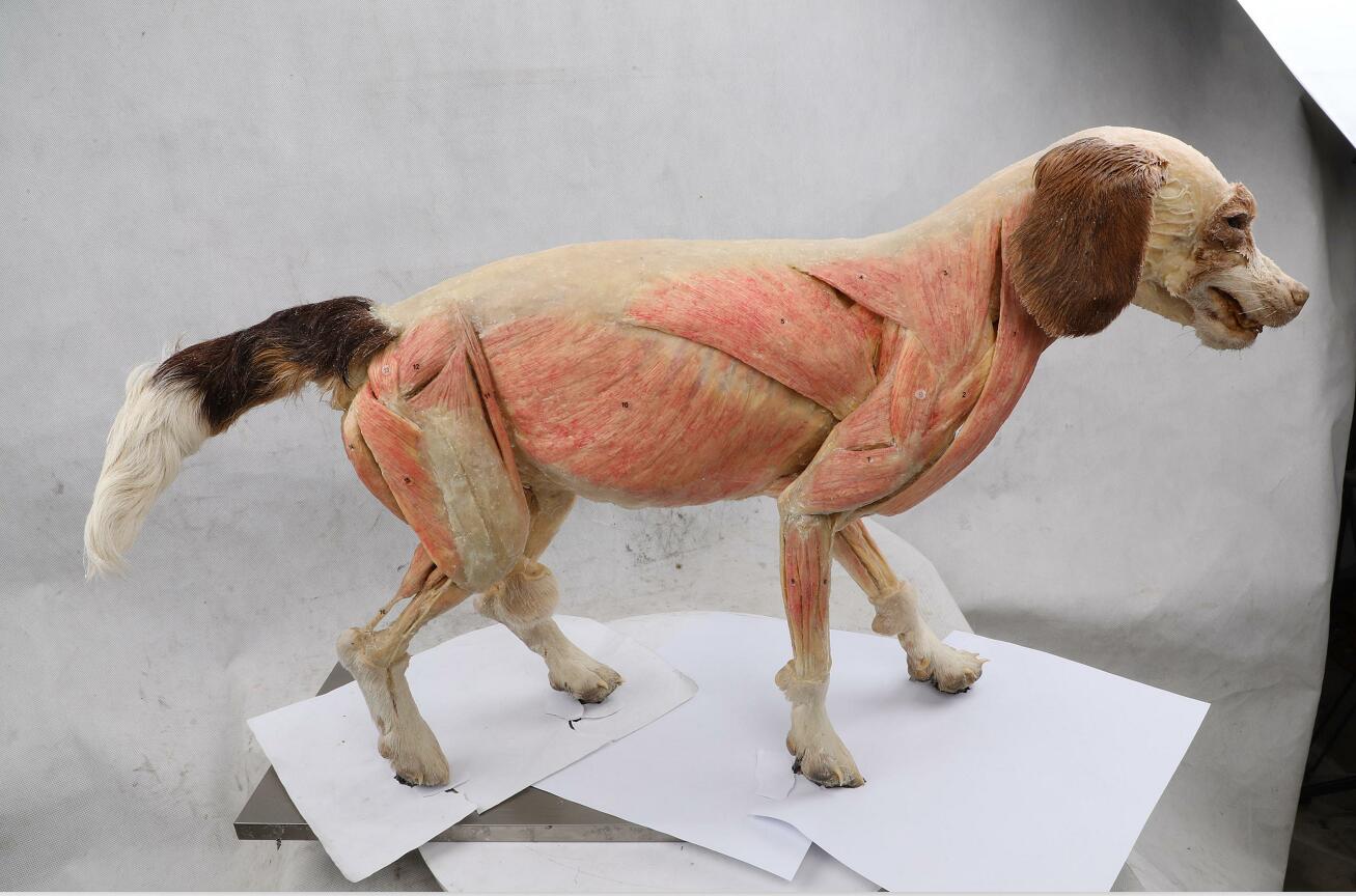 plastinated dog