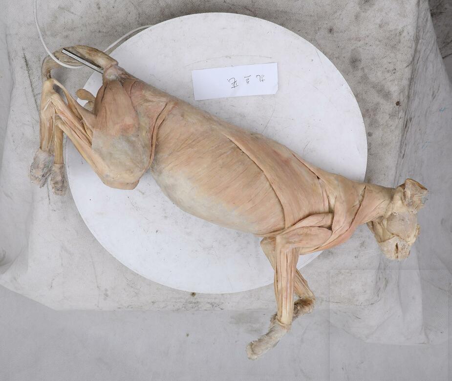 plastinated cat for sale