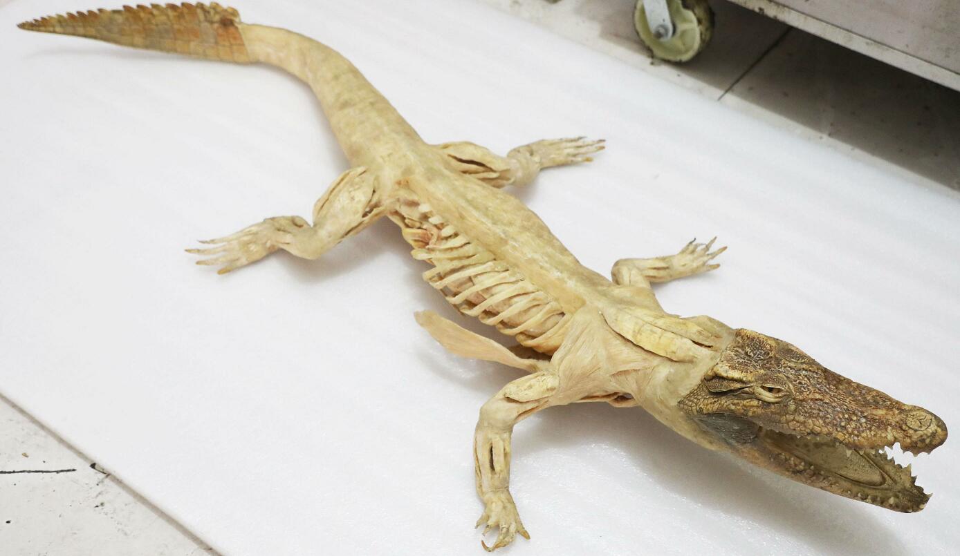 plastination crocodile