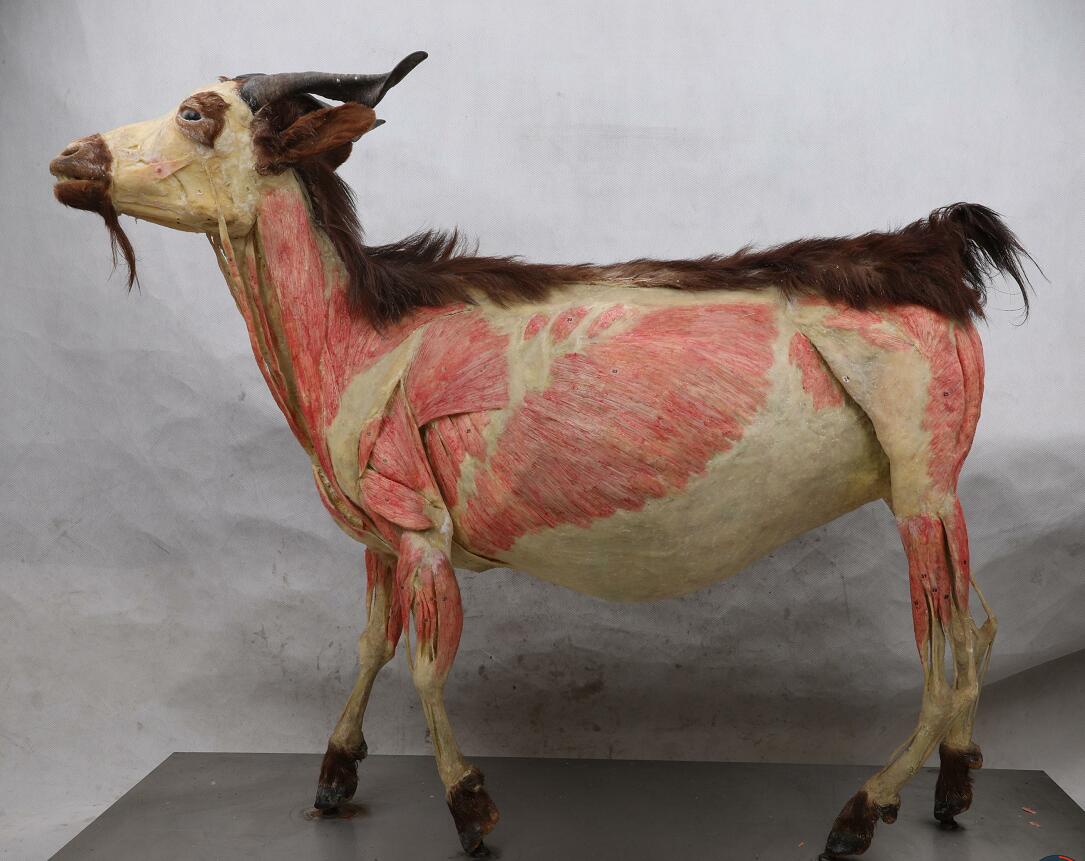 plastination goat specimen