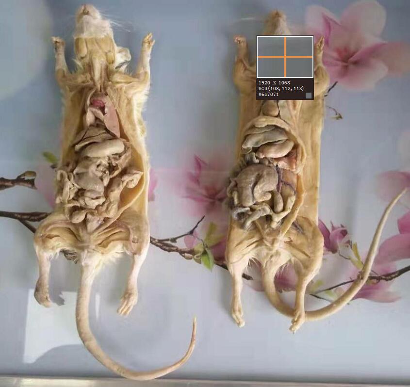combined dissection of plastinated cats