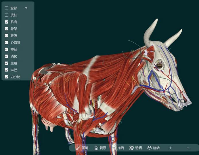 The Advantages Of Animal 3d Virtual Animal Anatomy Teaching Software