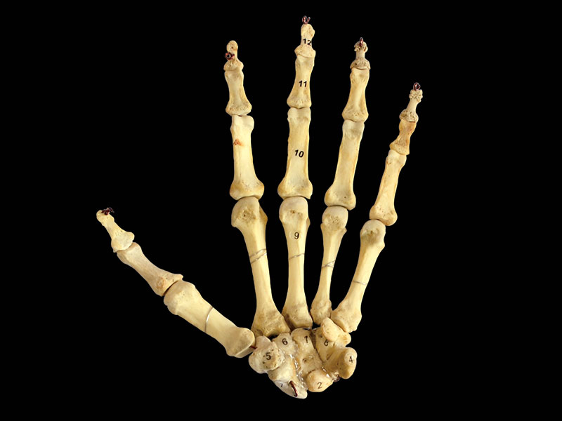 real hand bones