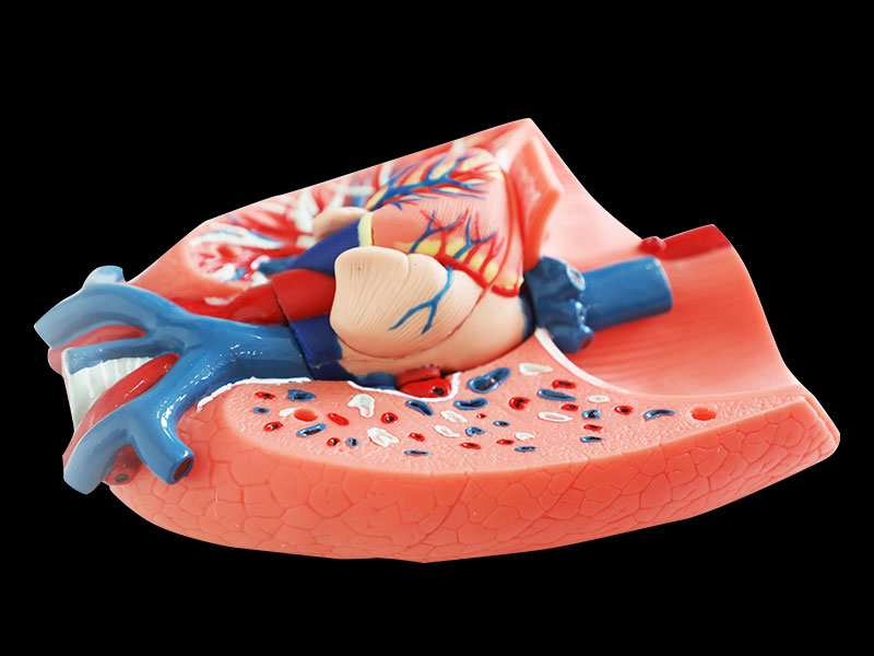 Human Respiratory System Soft Anatomy Model