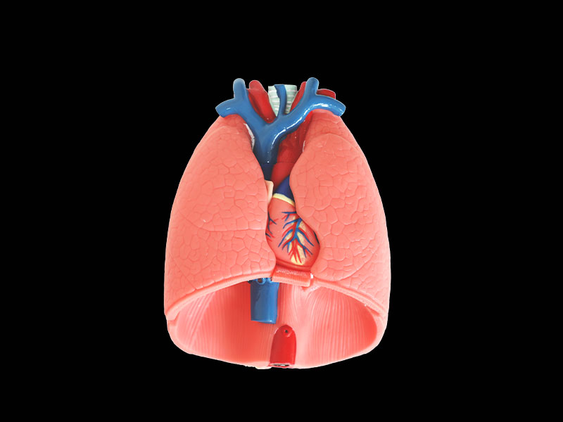 Respiratory System Silicone Anatomy Model