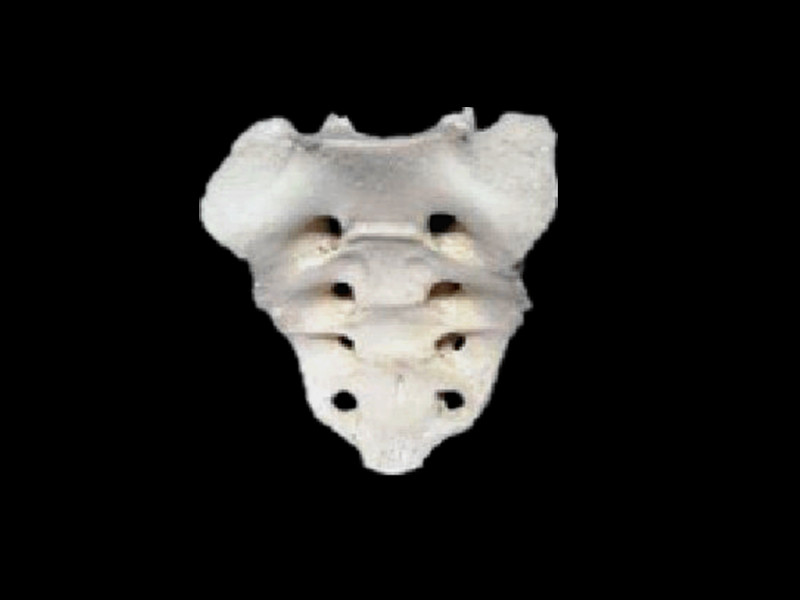 Sacrum skeleton model  ( bones of human skeleton )