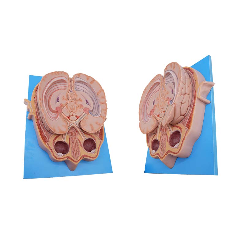 high simulation silicone anatomy model
