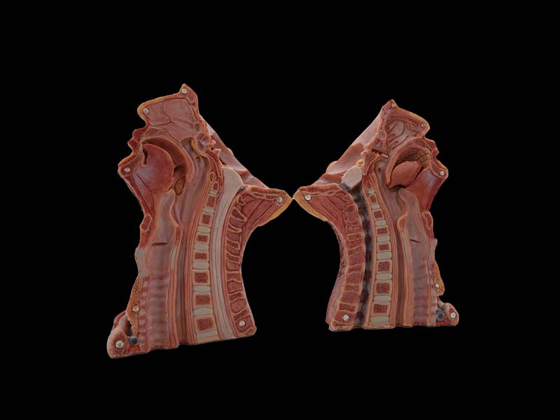 High Simulation Head Model for Sale