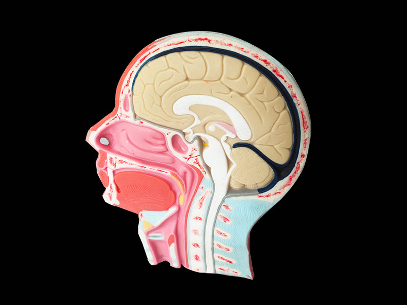 silicone head and neck anatomy model