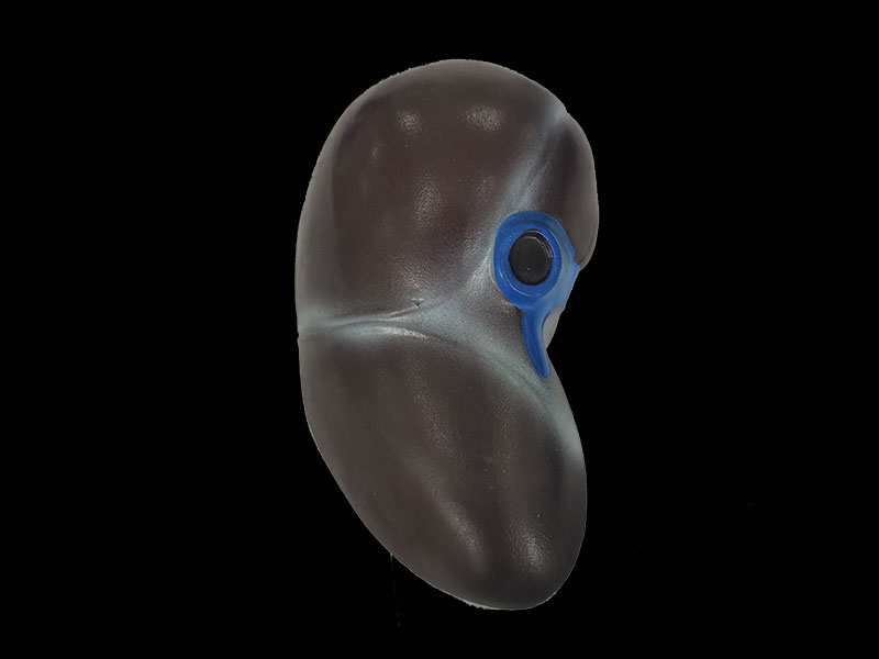 silicone liver anatomy model