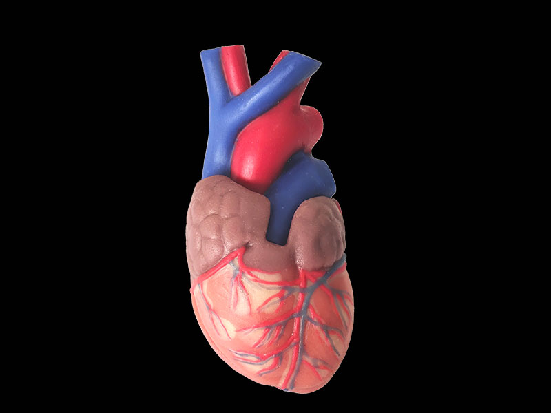 silicone normal heart anatomy model