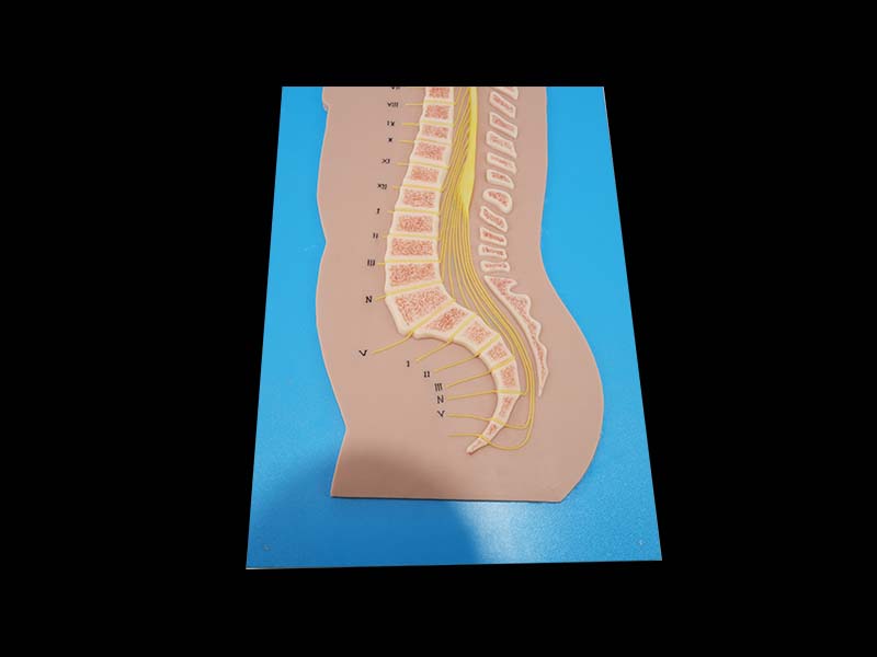 Silicone Spinal Cord and Vertebrae Relationship Model