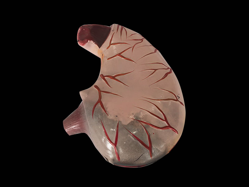silicone stomach anatomy model