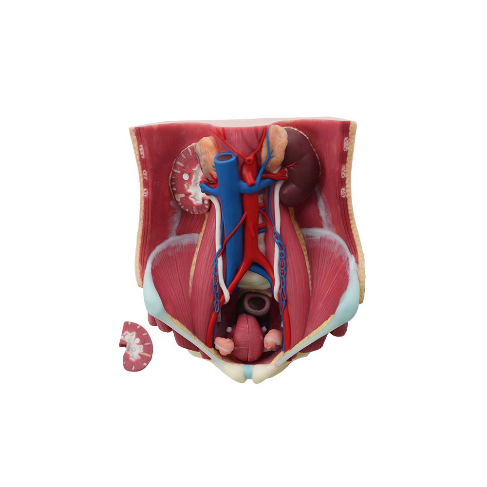 human urinary system anatomy model