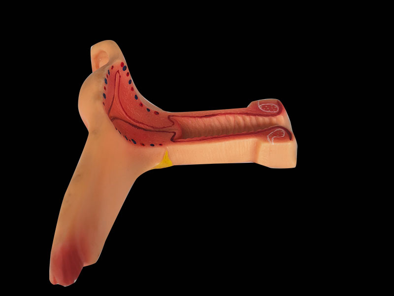 silicone uterus anatomy model