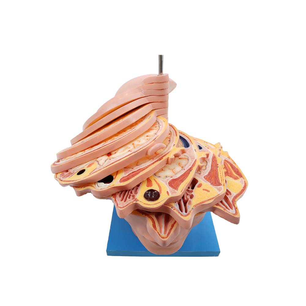 horizontal section of head model