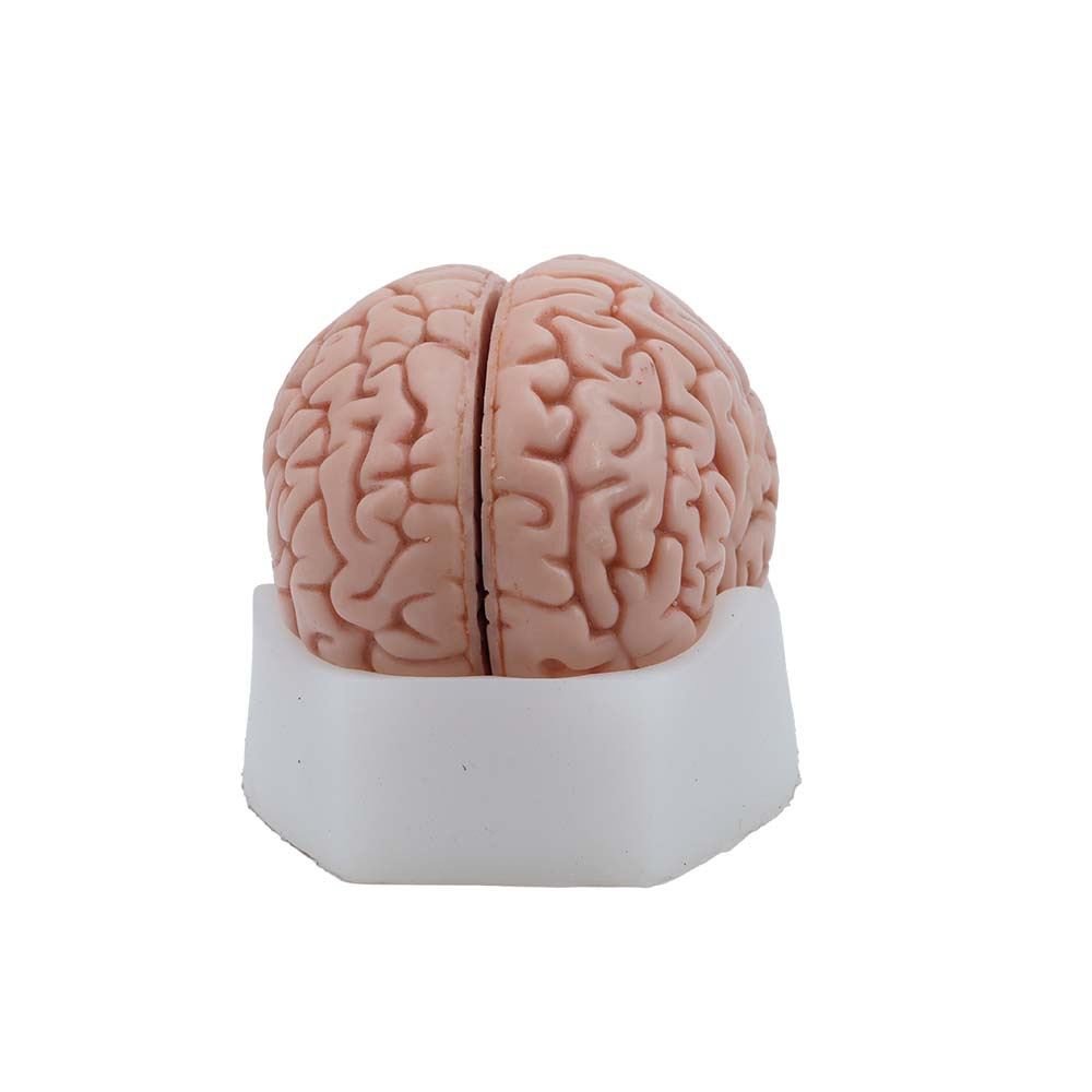 brain anatomical model