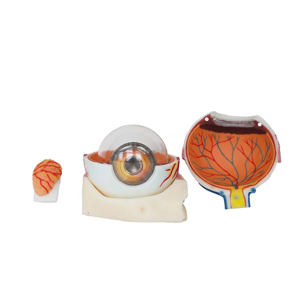 eye anatomical model