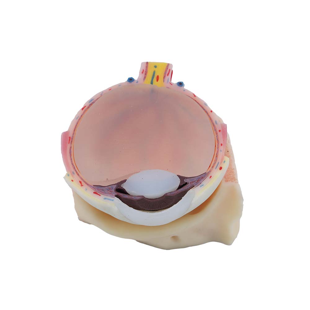 eye anatomy model