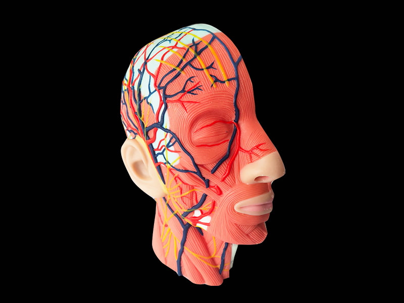 soft head and neck anatomy model