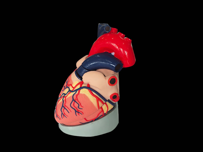 soft heart anatomy model