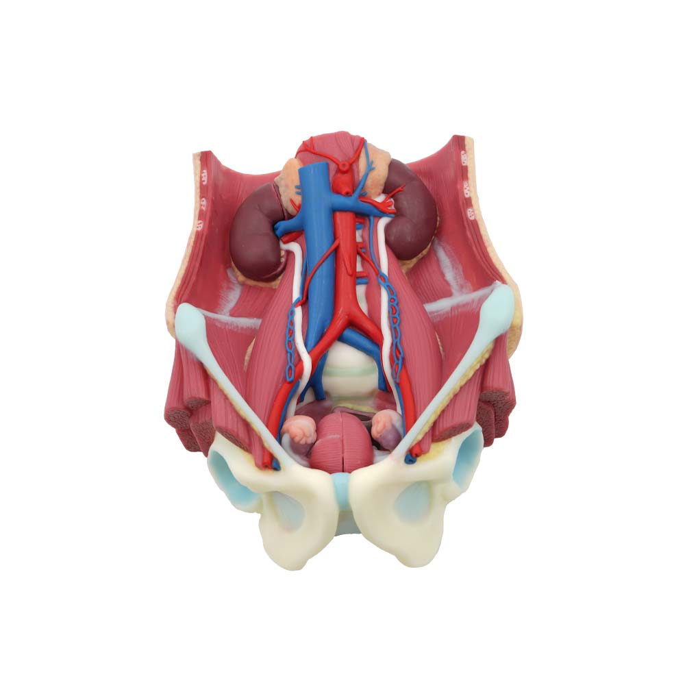 soft human urinary system model