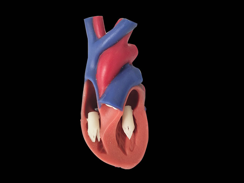 soft normal heart anatomy model