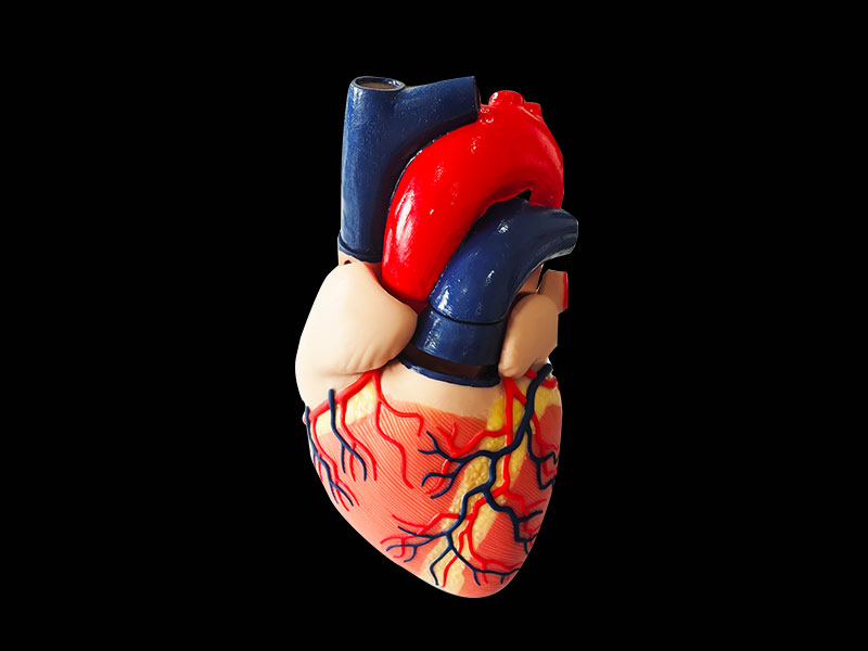 soft silicone heart anatomy model